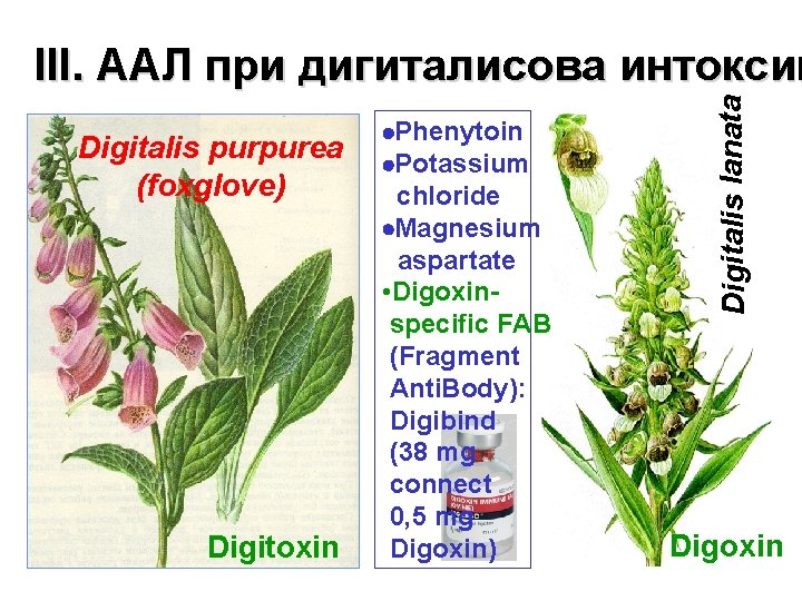 Digitalis purpurea (foxglove) Digitoxin Phenytoin Potassium chloride Magnesium aspartate • Digoxinspecific FAB (Fragment Anti.