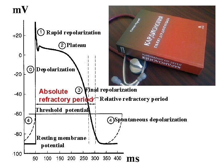 Rapid repolarization Plateau Depolarization Final repolarization Absolute refractory period Relative refractory period Threshold potential