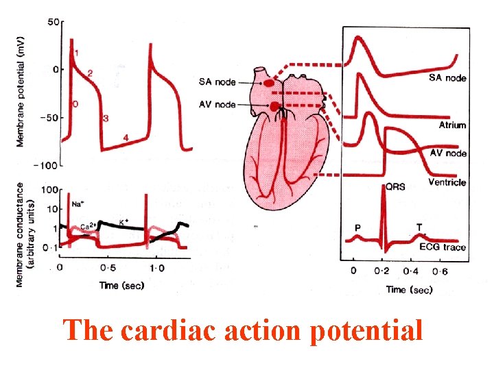The cardiac action potential 
