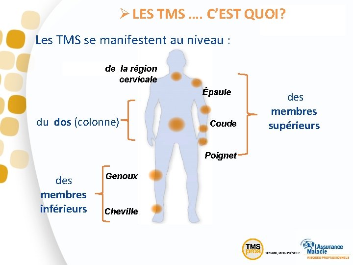 Ø LES TMS …. C’EST QUOI? Les TMS se manifestent au niveau : de