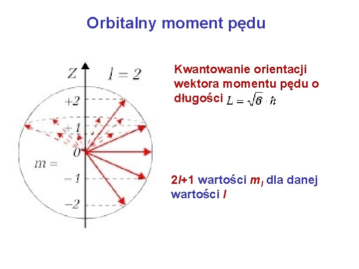 Orbitalny moment pędu Kwantowanie orientacji wektora momentu pędu o długości 2 l+1 wartości ml