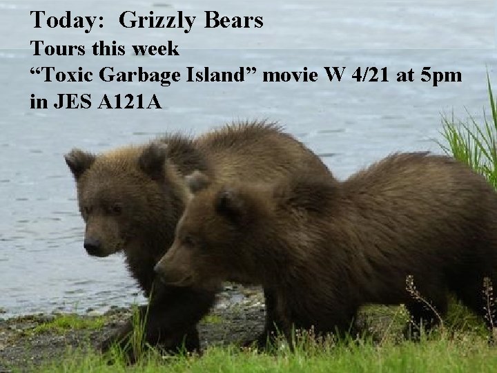 Today: Grizzly Bears Tours this week “Toxic Garbage Island” movie W 4/21 at 5