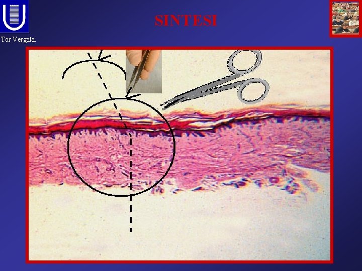 SINTESI Tor Vergata. 