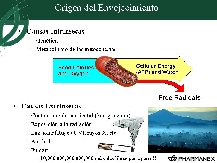 Origen del Envejecimiento • Causas Intrínsecas – Genética – Metabolismo de las mitocondrias •