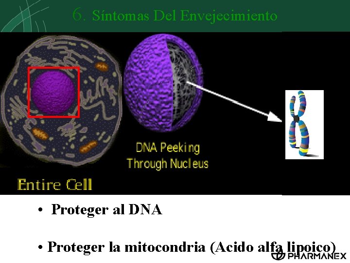 6. Síntomas Del Envejecimiento • Proteger al DNA • Proteger la mitocondria (Acido alfa