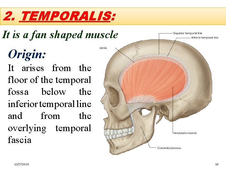 2. TEMPORALIS: It is a fan shaped muscle Origin: It arises from the floor