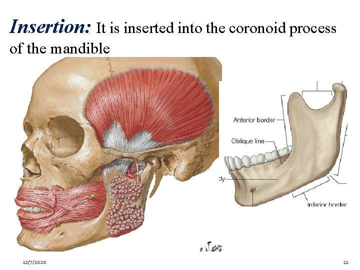 Insertion: It is inserted into the coronoid process of the mandible 12/7/2020 11 