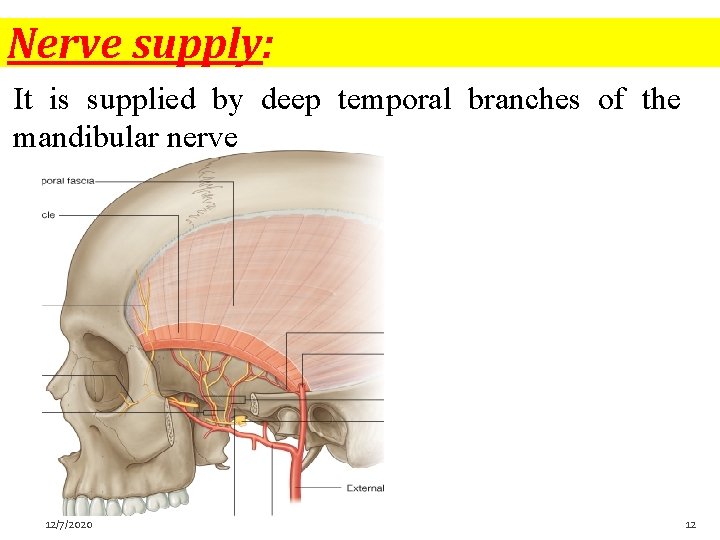 Nerve supply: It is supplied by deep temporal branches of the mandibular nerve 12/7/2020