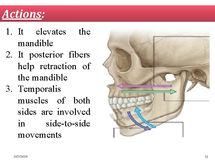 Actions: 1. It elevates the mandible 2. It posterior fibers help retraction of the