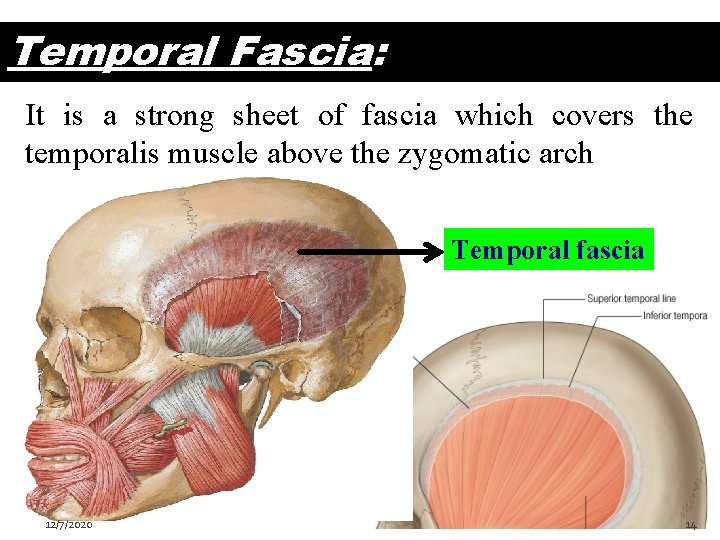 Temporal Fascia: It is a strong sheet of fascia which covers the temporalis muscle