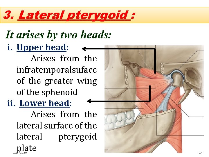 3. Lateral pterygoid : It arises by two heads: i. Upper head: Arises from