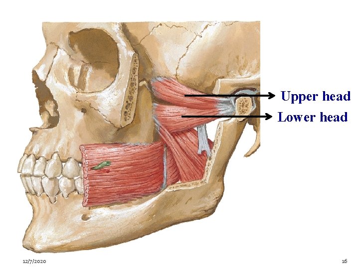 Upper head Lower head 12/7/2020 16 