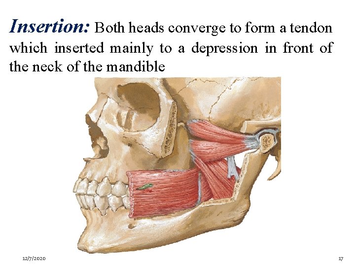 Insertion: Both heads converge to form a tendon which inserted mainly to a depression