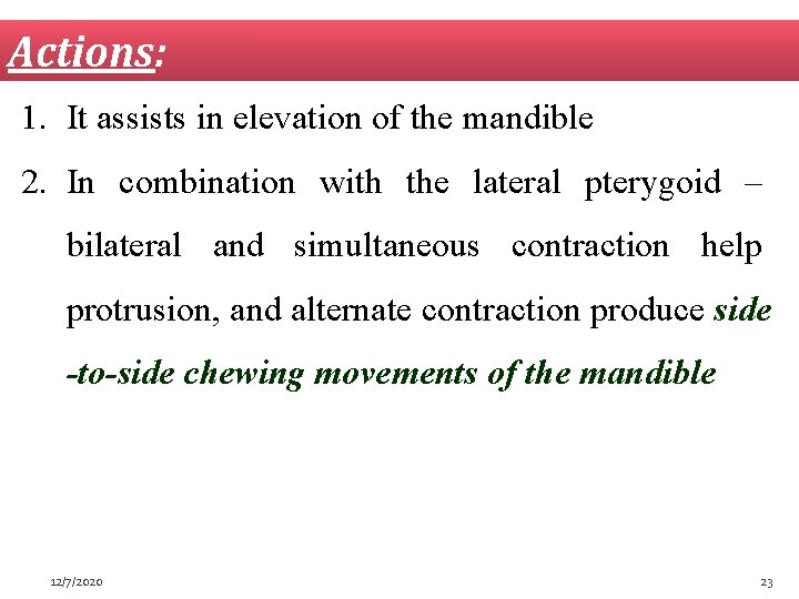 Actions: 1. It assists in elevation of the mandible 2. In combination with the