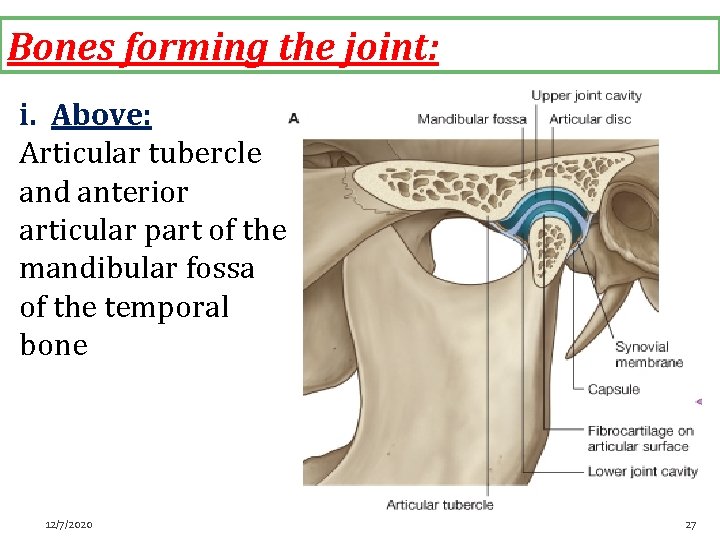 Bones forming the joint: i. Above: Articular tubercle and anterior articular part of the