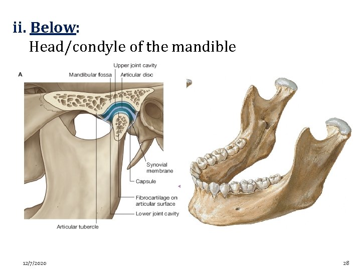 ii. Below: Head/condyle of the mandible 12/7/2020 28 