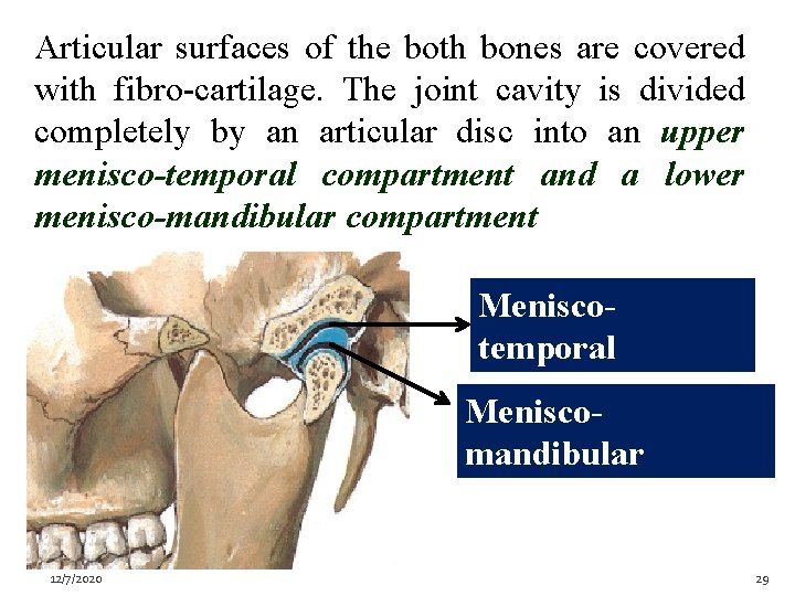 Articular surfaces of the both bones are covered with fibro-cartilage. The joint cavity is