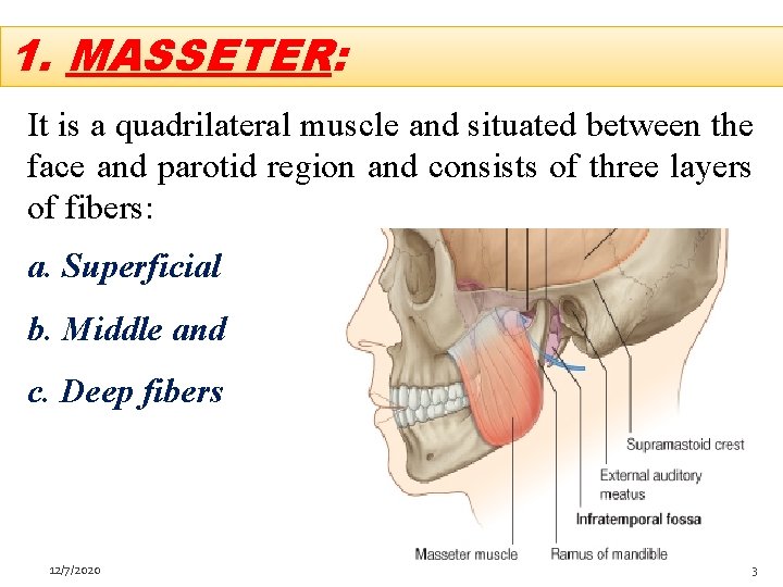 1. MASSETER: It is a quadrilateral muscle and situated between the face and parotid