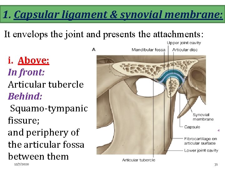 1. Capsular ligament & synovial membrane: It envelops the joint and presents the attachments: