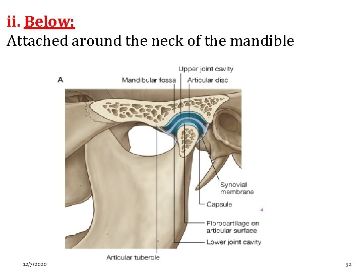 ii. Below: Attached around the neck of the mandible 12/7/2020 32 