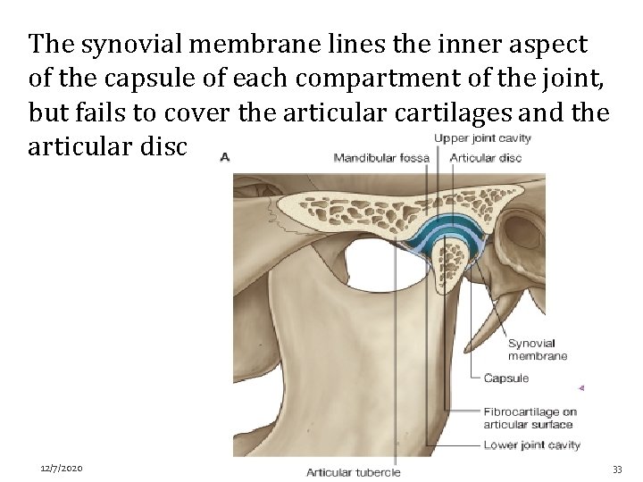 The synovial membrane lines the inner aspect of the capsule of each compartment of