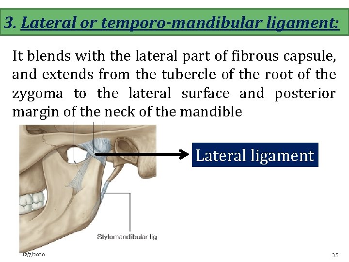 3. Lateral or temporo-mandibular ligament: It blends with the lateral part of fibrous capsule,