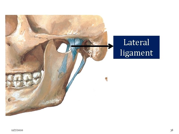 Lateral ligament 12/7/2020 36 