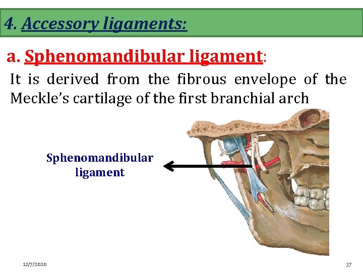 4. Accessory ligaments: a. Sphenomandibular ligament: It is derived from the fibrous envelope of