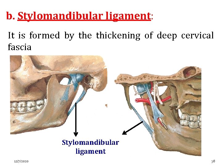 b. Stylomandibular ligament: It is formed by the thickening of deep cervical fascia Stylomandibular