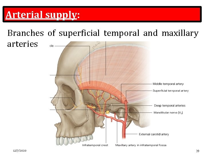 Arterial supply: : Branches of superficial temporal and maxillary arteries 12/7/2020 39 