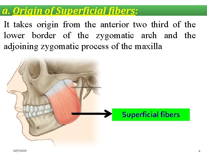 a. Origin of Superficial fibers: It takes origin from the anterior two third of