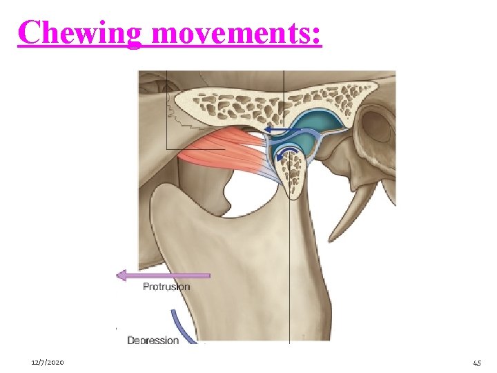 Chewing movements: 12/7/2020 45 