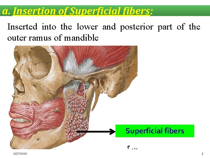 a. Insertion of Superficial fibers: Inserted into the lower and posterior part of the