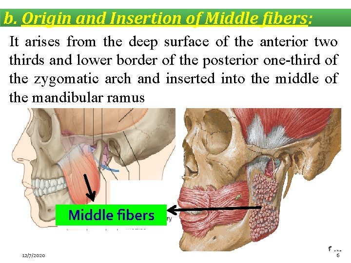 b. Origin and Insertion of Middle fibers: It arises from the deep surface of
