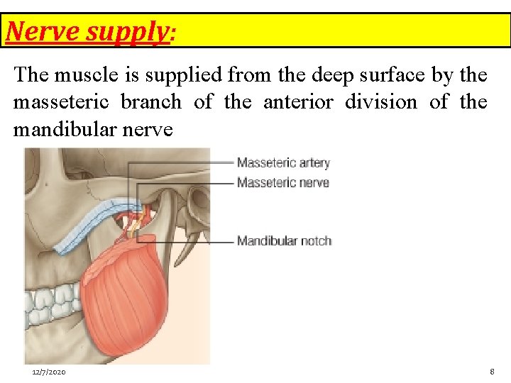 Nerve supply: The muscle is supplied from the deep surface by the masseteric branch