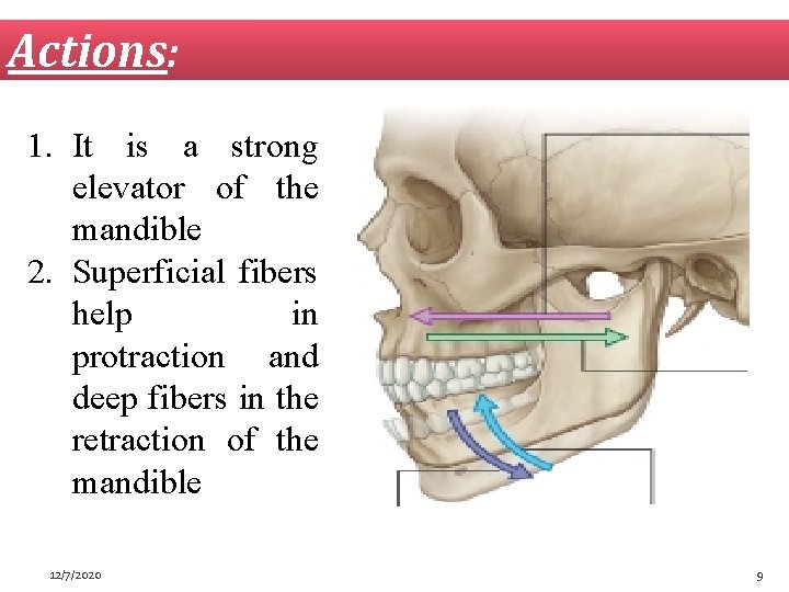 Actions: 1. It is a strong elevator of the mandible 2. Superficial fibers help