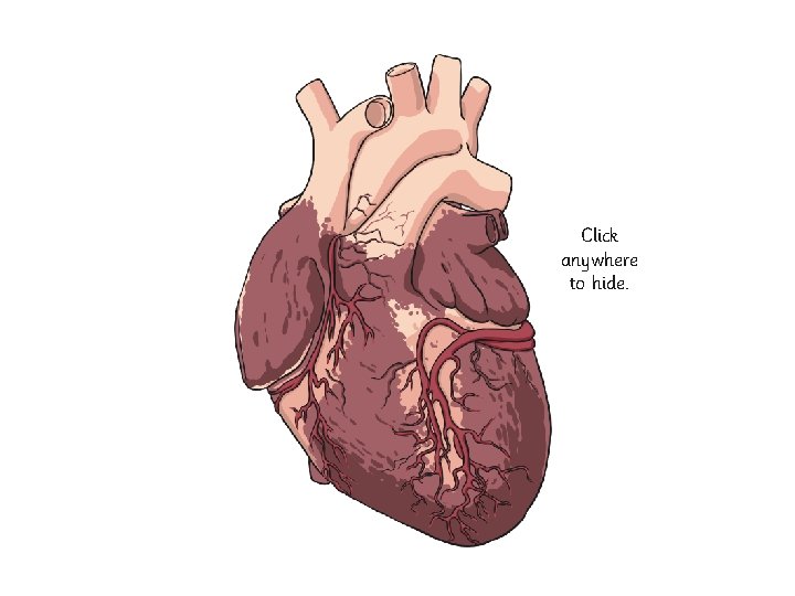 The heart is a powerful organ that is situated between your lungs and protected