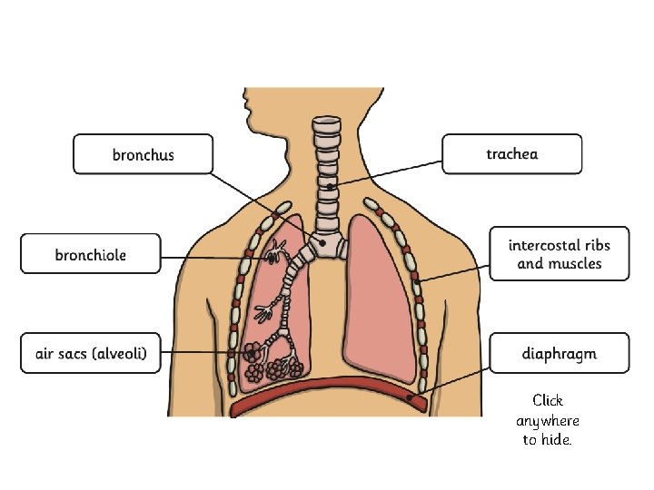 Click me for a larger version! Air breathed in through the mouth or nose