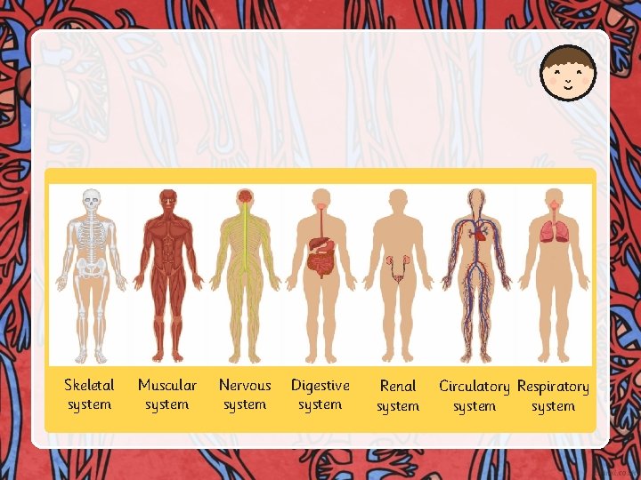 Skeletal system Muscular system Nervous system Digestive system Renal system Circulatory Respiratory system 