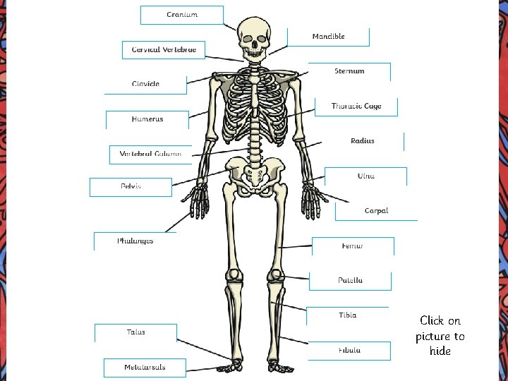 Click on the picture to see a labelled diagram of the skeleton. To find