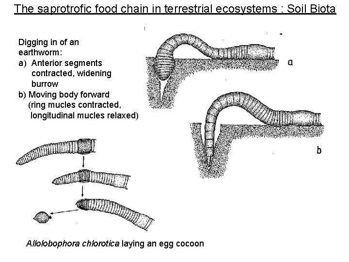 The saprotrofic food chain in terrestrial ecosystems : Soil Biota Digging in of an The saprotrofic food chain in terrestrial ecosystems : Soil Biota Digging in of an