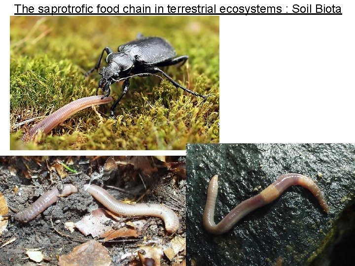 The saprotrofic food chain in terrestrial ecosystems : Soil Biota 