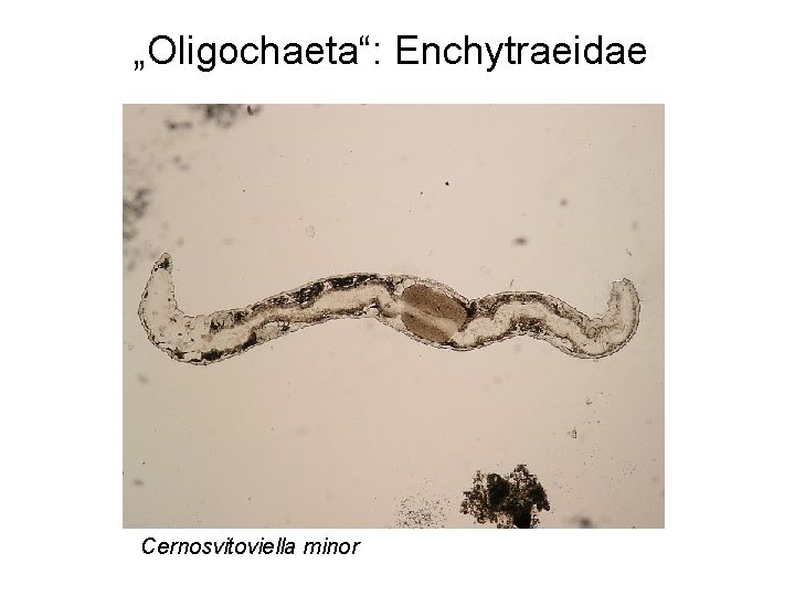 „Oligochaeta“: Enchytraeidae Cernosvitoviella minor „Oligochaeta“: Enchytraeidae Cernosvitoviella minor