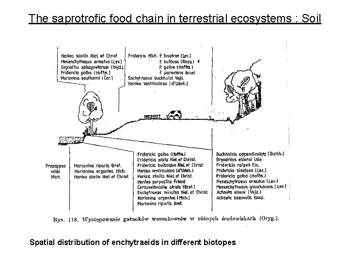 The saprotrofic food chain in terrestrial ecosystems : Soil Spatial distribution of enchytraeids in The saprotrofic food chain in terrestrial ecosystems : Soil Spatial distribution of enchytraeids in
