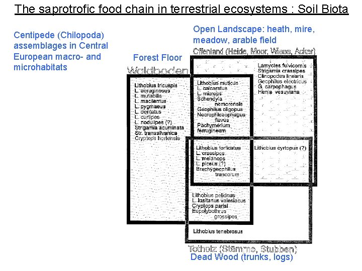 The saprotrofic food chain in terrestrial ecosystems : Soil Biota Centipede (Chilopoda) assemblages in The saprotrofic food chain in terrestrial ecosystems : Soil Biota Centipede (Chilopoda) assemblages in