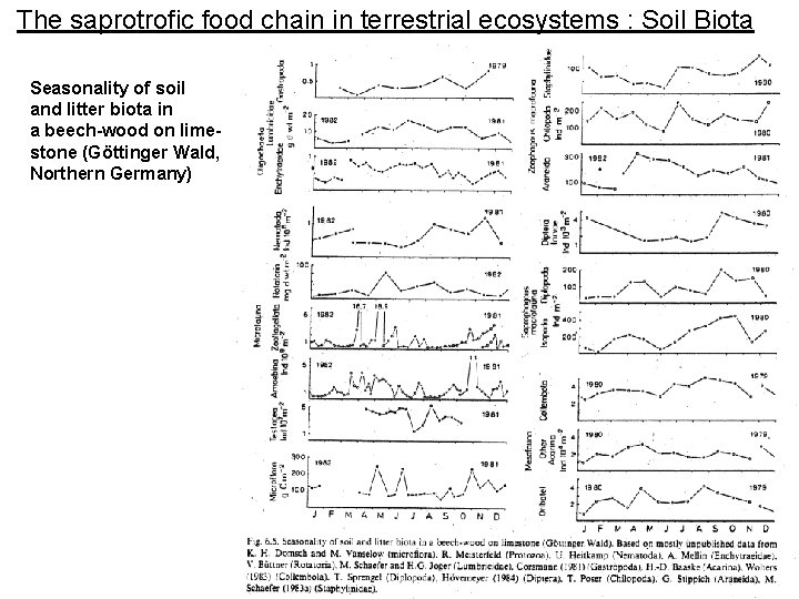 The saprotrofic food chain in terrestrial ecosystems : Soil Biota Seasonality of soil and