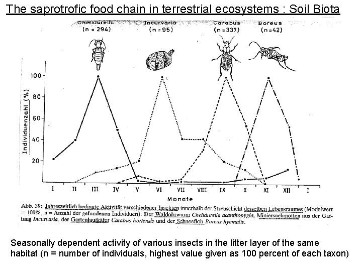 The saprotrofic food chain in terrestrial ecosystems : Soil Biota Seasonally dependent activity of