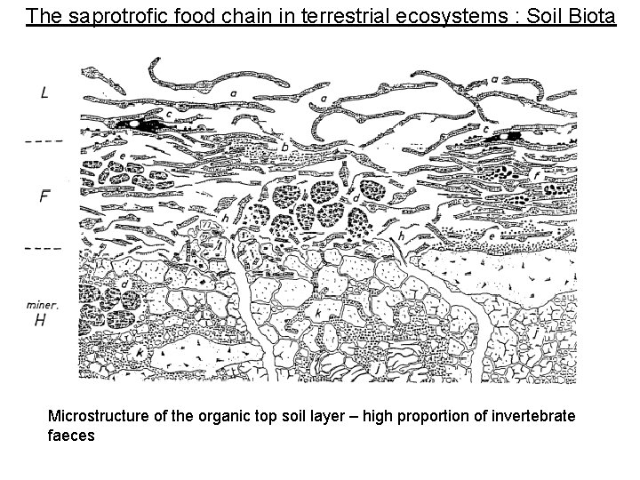 The saprotrofic food chain in terrestrial ecosystems : Soil Biota Microstructure of the organic