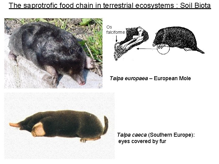 The saprotrofic food chain in terrestrial ecosystems : Soil Biota Os falciforme Talpa europaea The saprotrofic food chain in terrestrial ecosystems : Soil Biota Os falciforme Talpa europaea