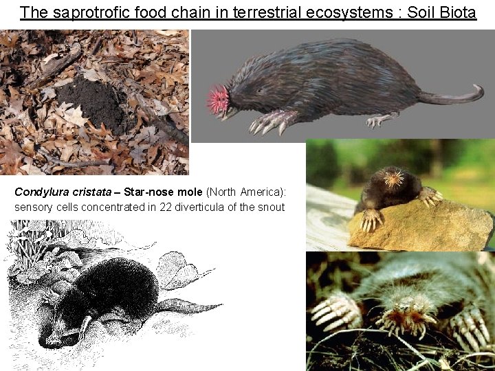 The saprotrofic food chain in terrestrial ecosystems : Soil Biota Condylura cristata – Star-nose